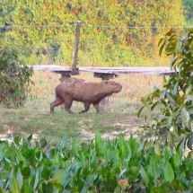 Crocodiles and more - Pantanal